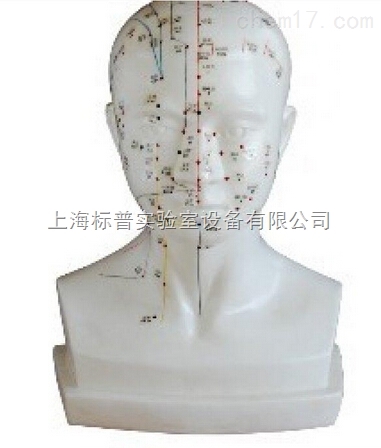头针灸模型 20CM|中医专科训练模型