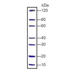 M00516PAGE-MASTER Protein Standard (for SDS-PAGE)