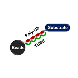 UM404M: K63 TUBE (Magnetic Beads)