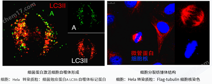 脂質(zhì)體核酸轉(zhuǎn)染試劑 Transfection Reagent