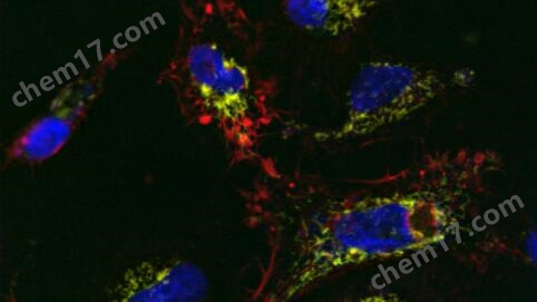 MICA寬焦活細胞 全場景顯微成像分析平臺