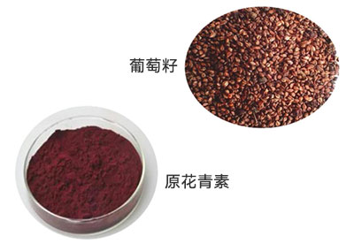 原花青素.jpg