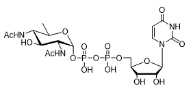 UDP-diBAcNAc的用途有哪些