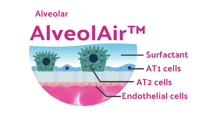 Epithelix 公司 AlveolAir™模型实用指南（2025 版）
