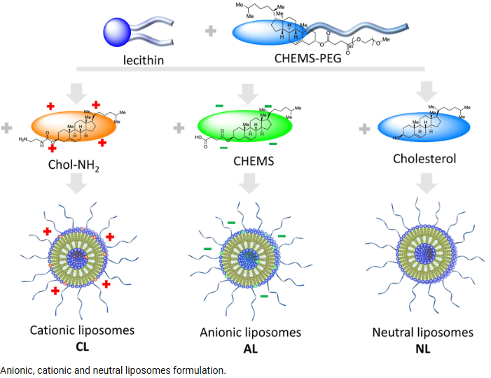 image.png 中性氯膦酸盐脂质体Clodronateliposomes-N和阴离子氯膦酸盐脂质体ClodronateLiposomes-A选购指南