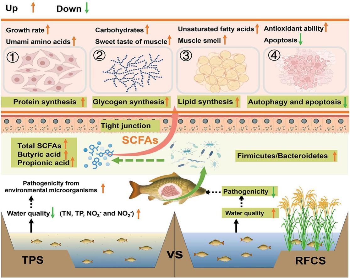 1-s2.0-S0044848625009767-ga1_lrg.jpg 上海騰拔質(zhì)構(gòu)儀助力華南農(nóng)業(yè)大學(xué)在Aquaculture發(fā)表關(guān)于鯉魚的研究論文