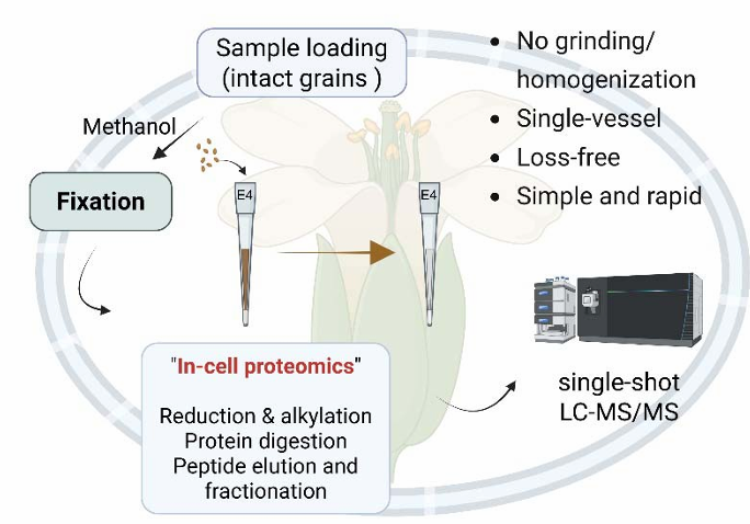 重大突破:“植物蛋白質(zhì)組學(xué)