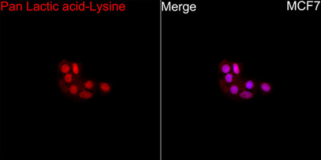 英國St John's Laboratory代理商 2026授權代理-上海起發