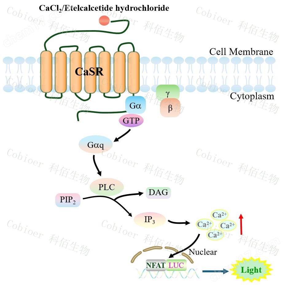 CaSR NFAT-Luc HEK293
