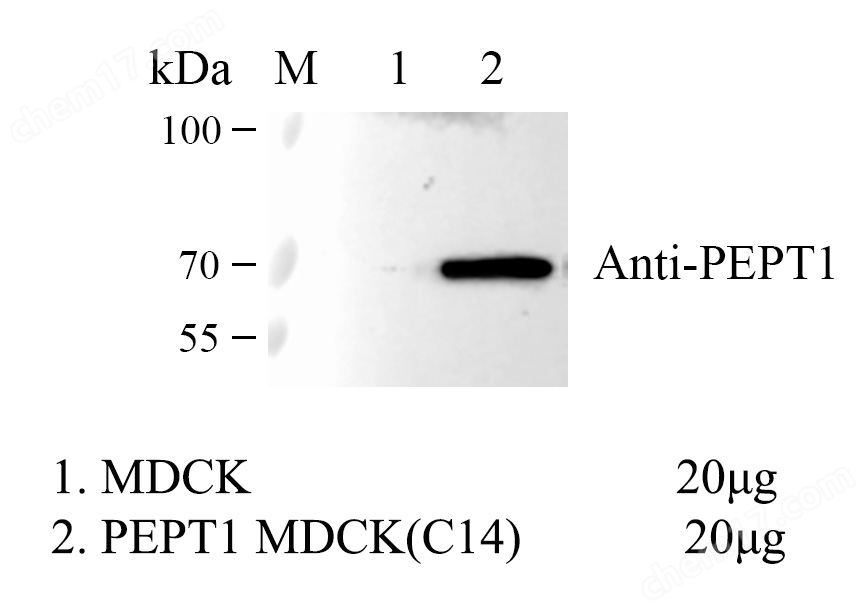 WB-75034.jpg PEPT1 MDCK