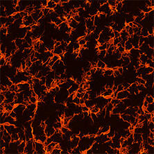 抗Iba1, 重組兔源單克隆抗體（6A4）