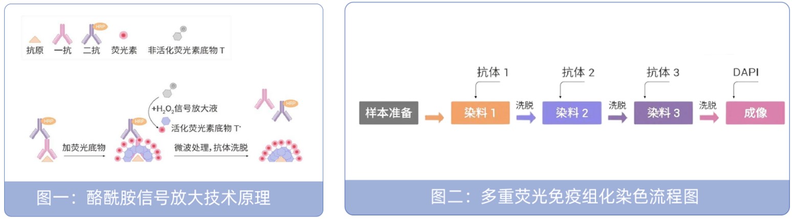 七色多重荧光免疫组化染色试剂盒（plus）